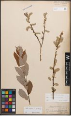 Foto von Salix caprea L. x Salix purpurea L.